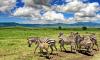 7 DAYS TOUR TO MANYARA, SERENGETI, NGORONGORO